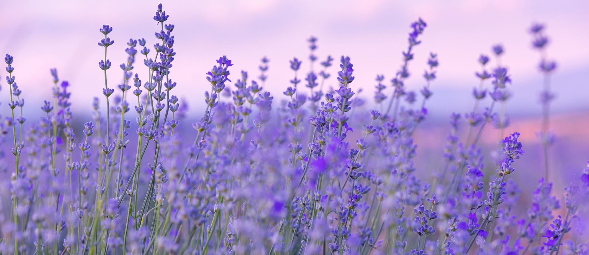 Lavender flowers